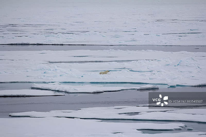 北极熊进入了广阔的北冰洋图片素材