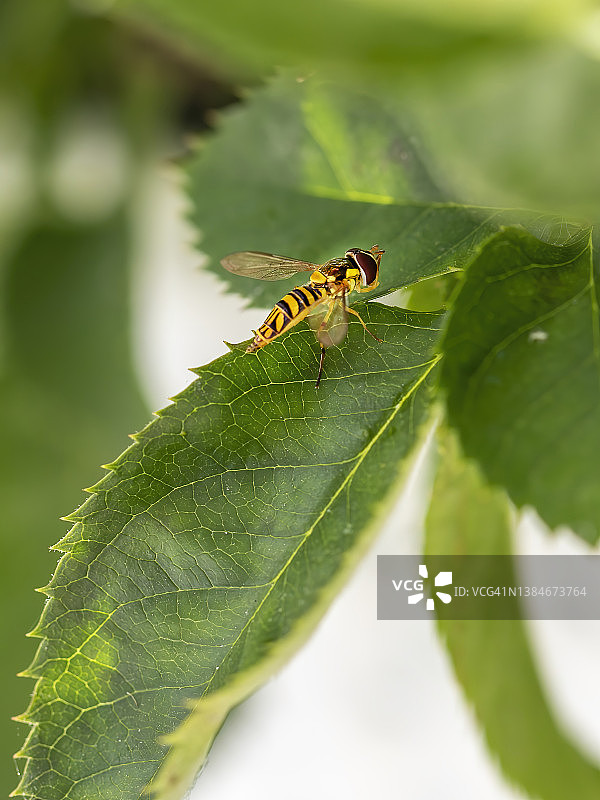 食蚜蝇在叶图片素材