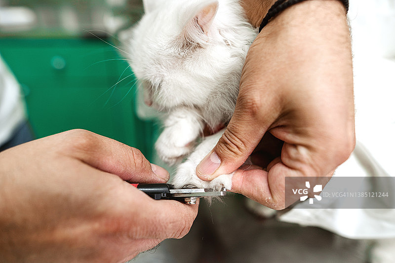 兽医剪猫爪的特写图片素材