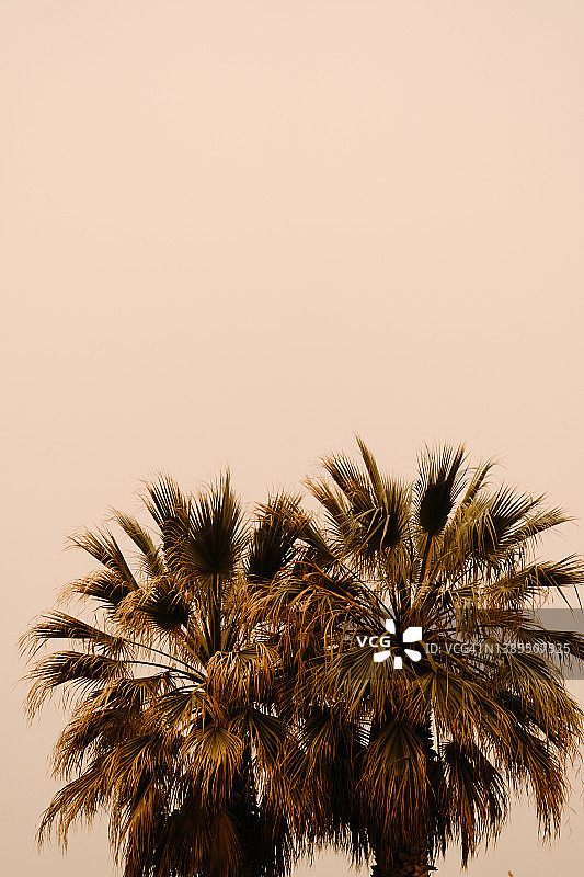 沙尘暴中的棕榈树图片素材