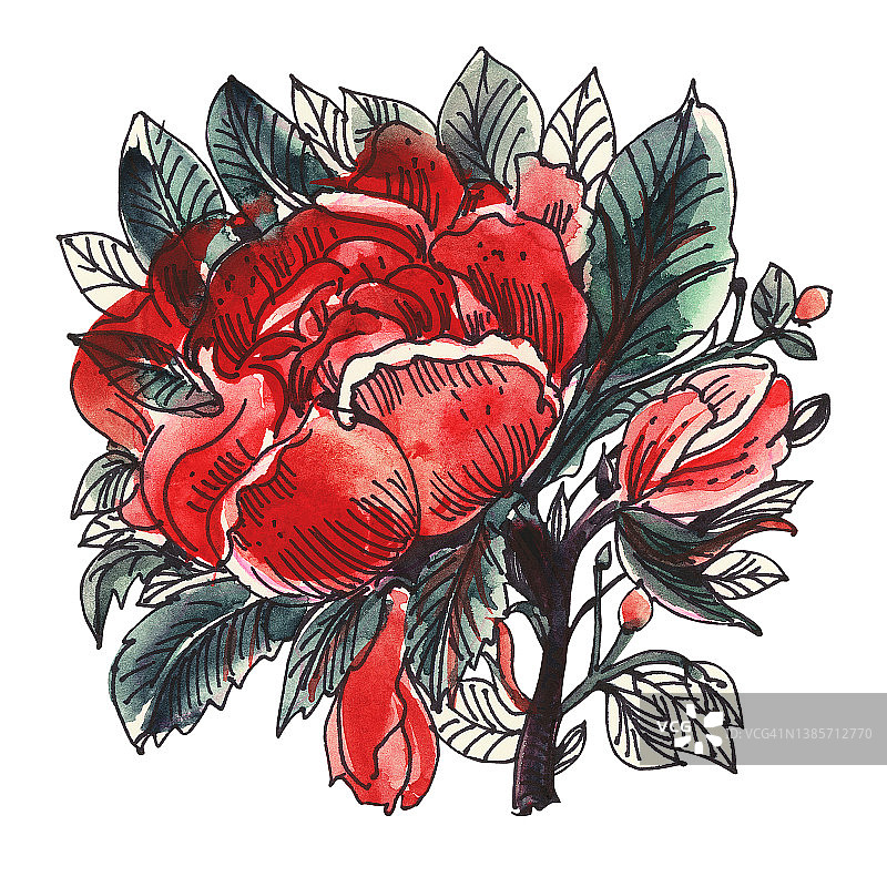 水彩花。玫瑰图片素材