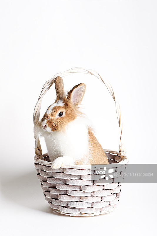 可爱的小红兔子在漂亮的礼物篮在白色的背景上。前视图。图片素材