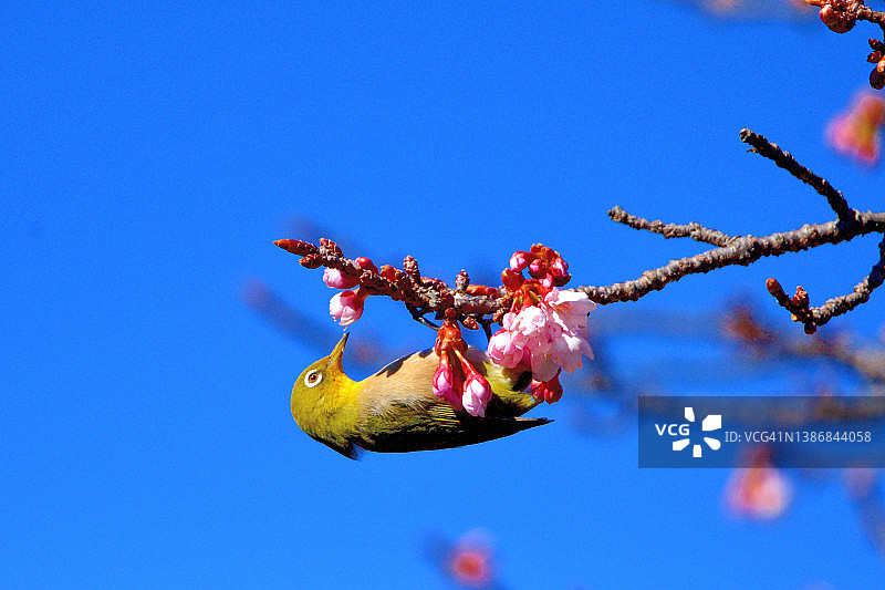 樱花和日本白眼鸟在蓝天下图片素材