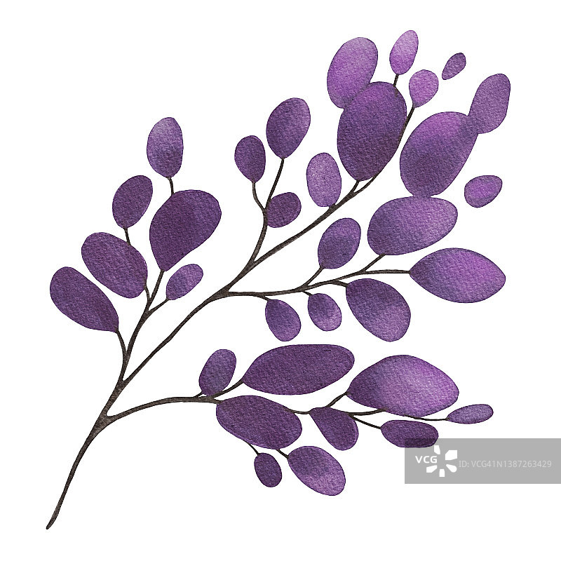 手绘水彩美丽的植物与紫色的叶子插图。用于海报，卡片，印刷，纺织品，模板，织物，图案，贴纸，婚礼，庆典，生日图片素材