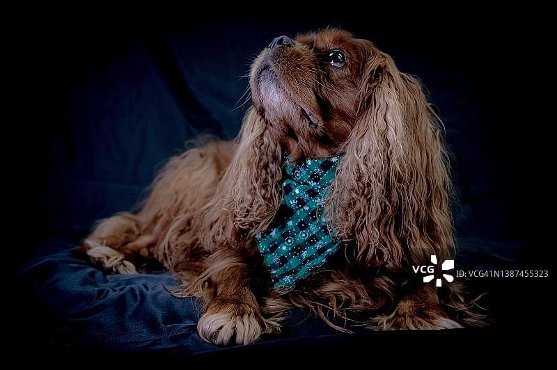 一只狗的肖像(骑士查理王猎犬)在黑色背景前围巾，汉诺威，下萨克森州，德国图片素材