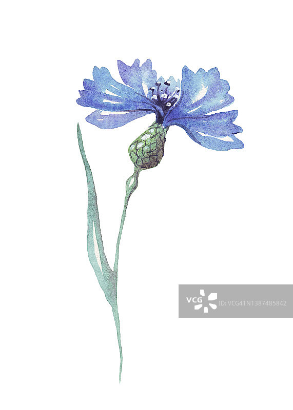 蓝色的矢车菊。水彩插图。手绘图片素材