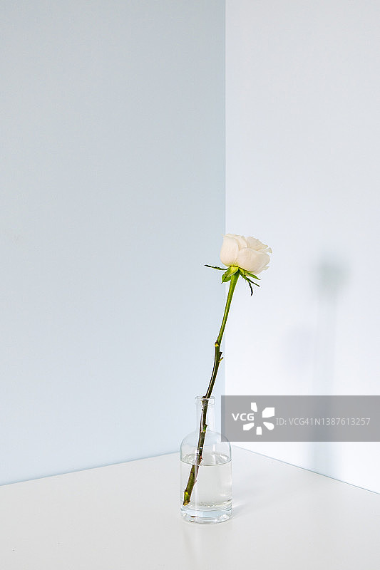 单朵白玫瑰在角落图片素材