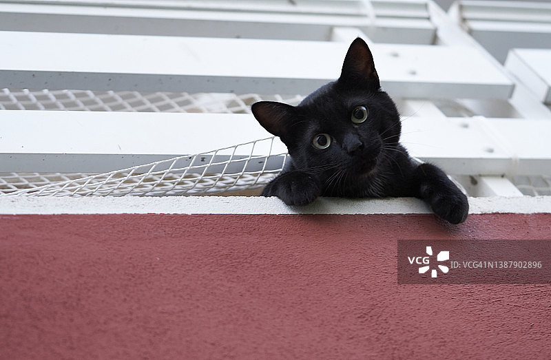 俯视美女小猫摆姿势，从窗口望着相机的绿眼睛图片素材