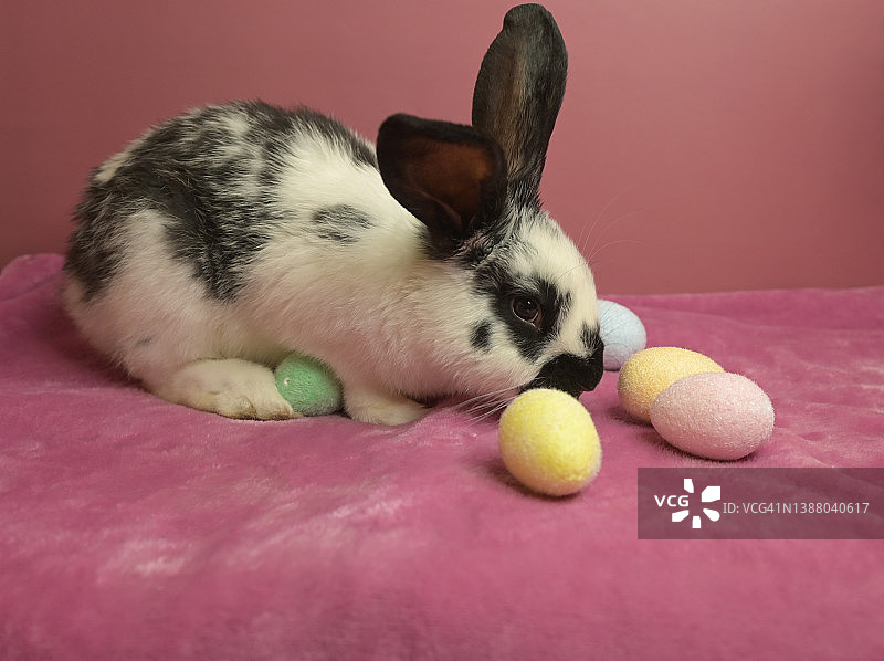 一只可爱的毛茸茸的小兔子正坐在粉红色的毯子上看复活节彩蛋。图片素材