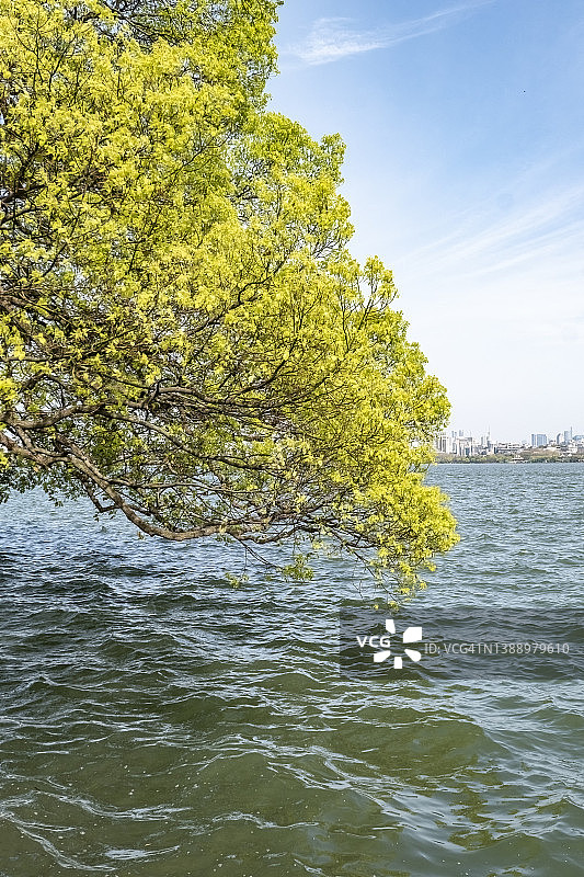 中国杭州西湖边的一棵大树图片素材