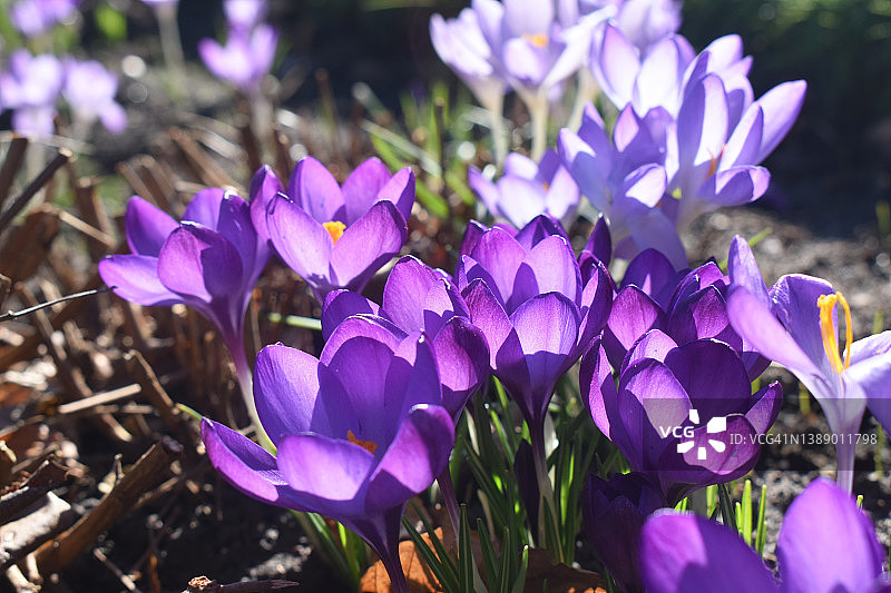 美丽的紫色番红花盛开与阳光在大自然模糊的背景，在阳光明媚的一天在春季花园在英国。自然背景。图片素材