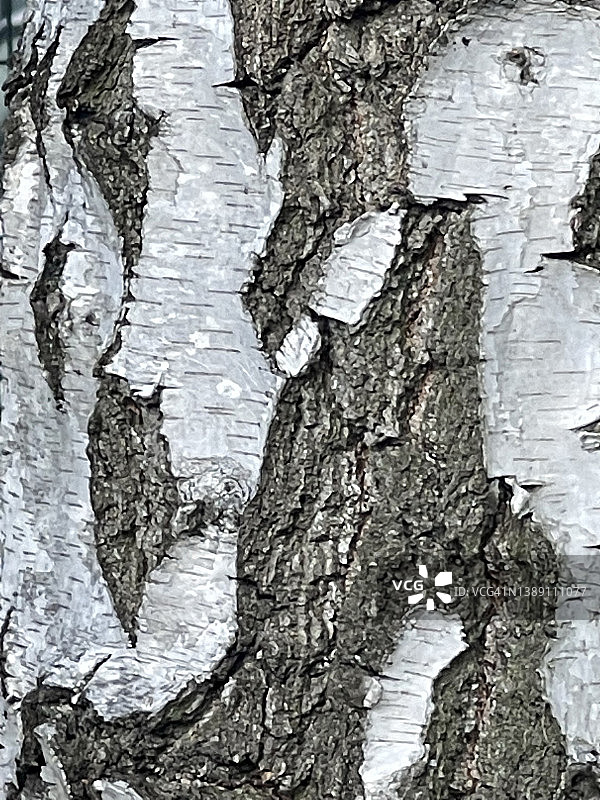 硬的白色木耳在树干的树皮上图片素材