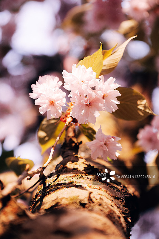 春天樱花盛开的特写图片素材