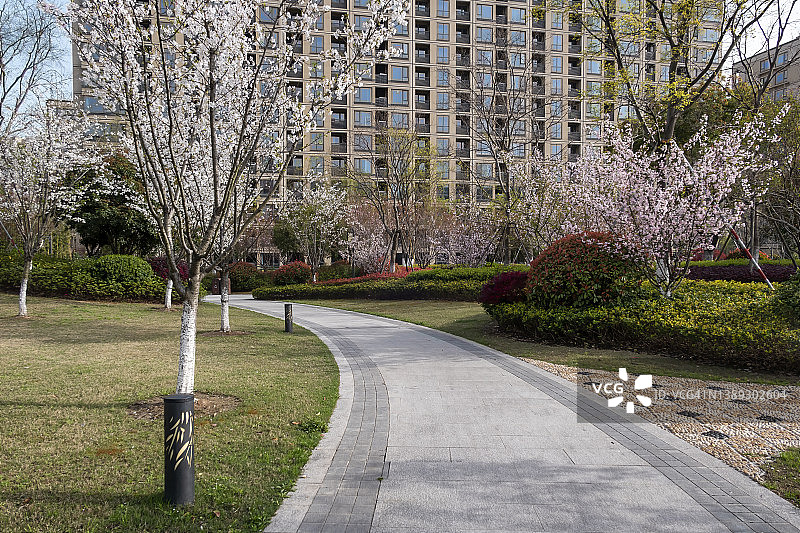 樱花盛开的住宅区图片素材