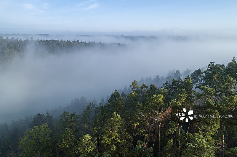 鸟瞰图森林与雾在日出，秋天。法兰克尼亚,巴伐利亚,德国。图片素材