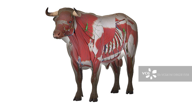 牛解剖学、插图图片素材