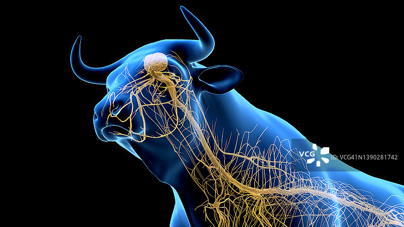 牛的神经系统，插图图片素材