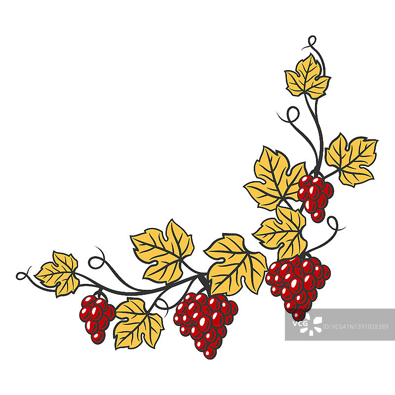 葡萄架上有叶子和一串串的葡萄。餐厅和酒吧的酒庄形象。图片素材