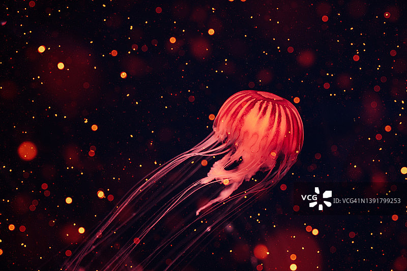 发光的红色水母在海底。日本海荨麻漂浮在深水。图片素材