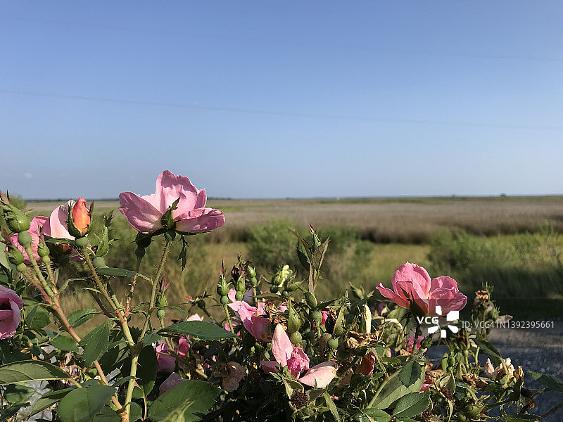 粉红色的玫瑰盛开在切萨皮克湾的沼泽边缘。图片素材