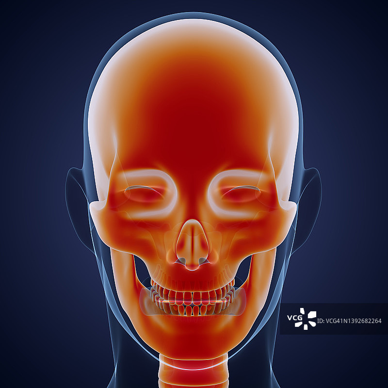 人体骨骼系统头骨关节解剖学图片素材