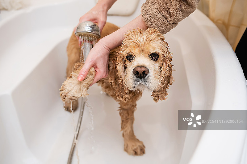 站在浴室里的美国可卡犬的清洁爪图片素材