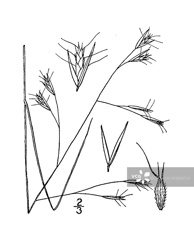 古植物学植物插图:Danthonia compressa，平坦的野生燕麦草图片素材