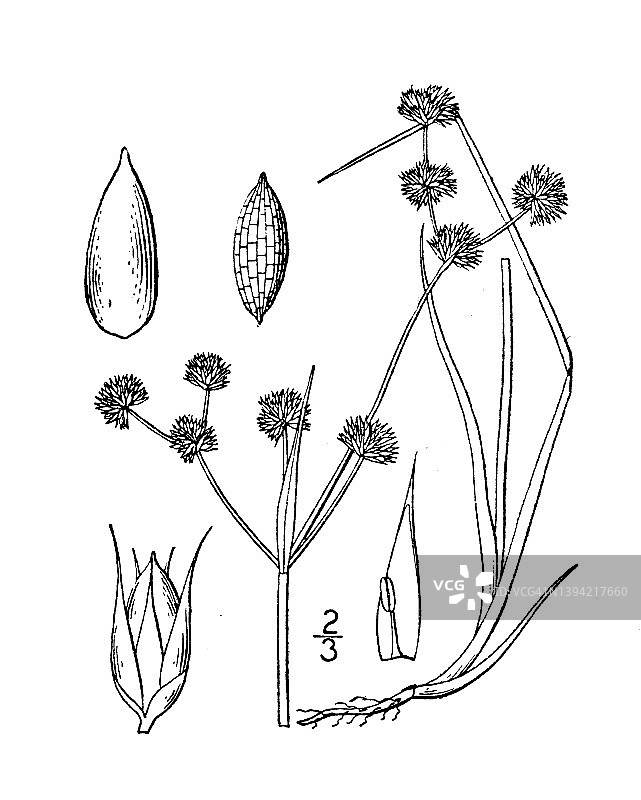 古植物学植物插图:灯心草、短果蒲草图片素材