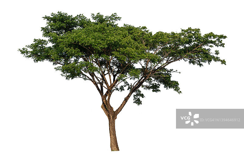 孤立在白色背景上的树。热带树木被隔离用于设计。广告和架构图片素材