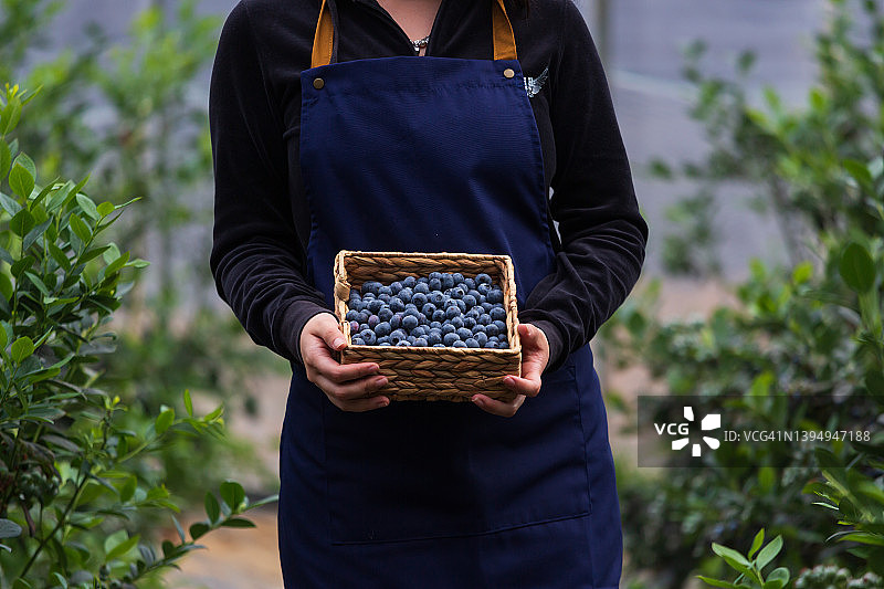 女工人拿着蓝莓在温室图片素材