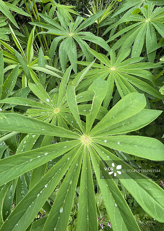 俄勒冈州，羽扇豆在春雨后叶子图片素材