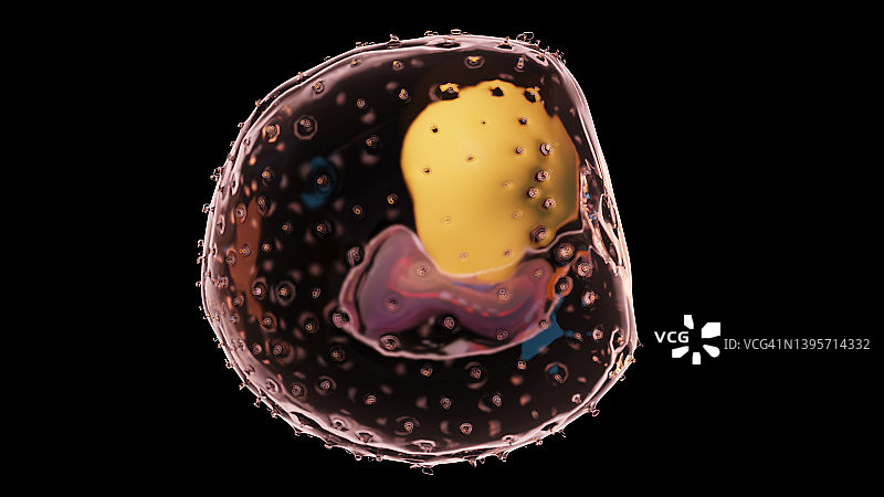胚胎第3周，插图图片素材