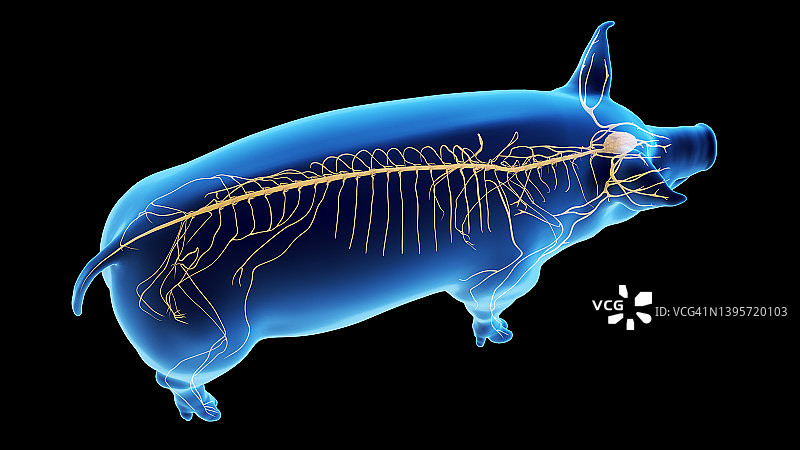 猪的神经系统，插图图片素材