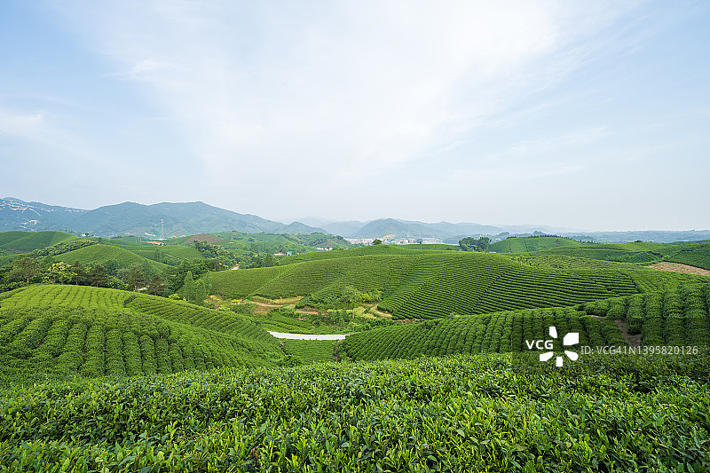 中国春天的茶山，这里是中国名茶“信阳毛尖”的发源地。图片素材