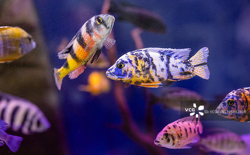 色彩斑斓的鱼缸图片素材