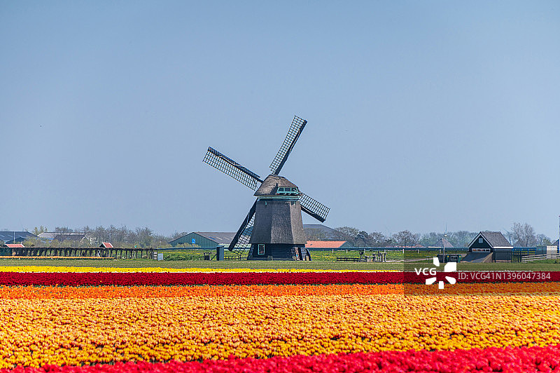 五彩缤纷的花田和传统的荷兰风车图片素材