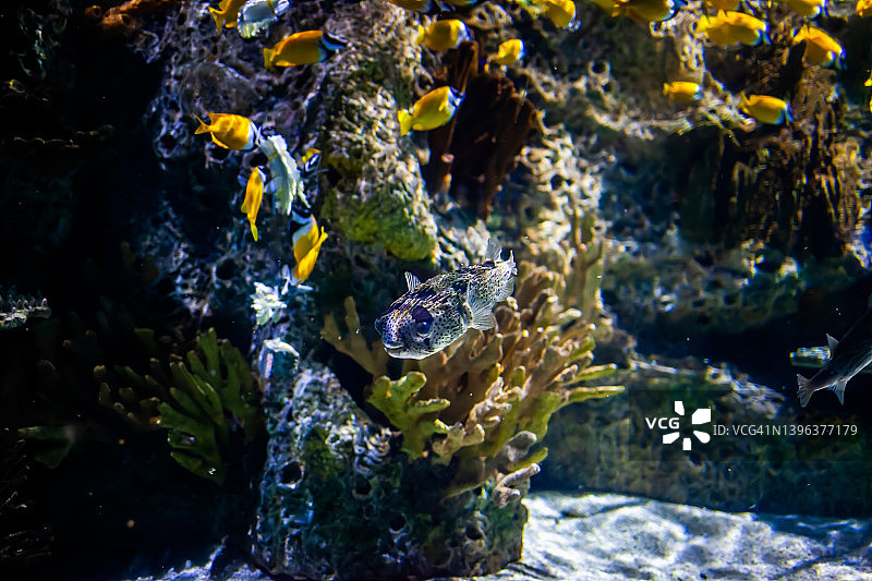 有珊瑚和热带鱼的海底世界。图片素材