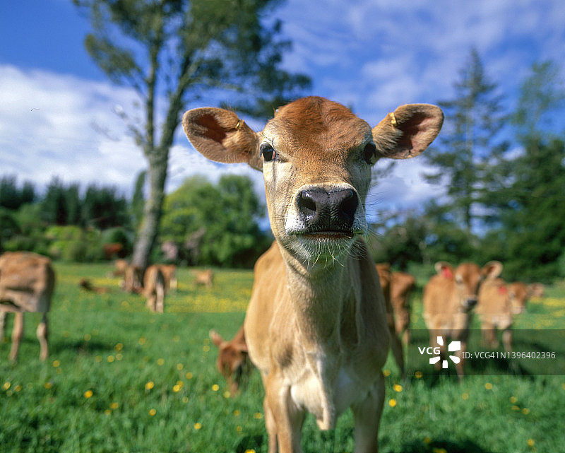 小牛在草地上看着摄像机图片素材