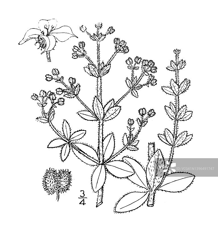 古植物学植物插图:镓，毛床草图片素材