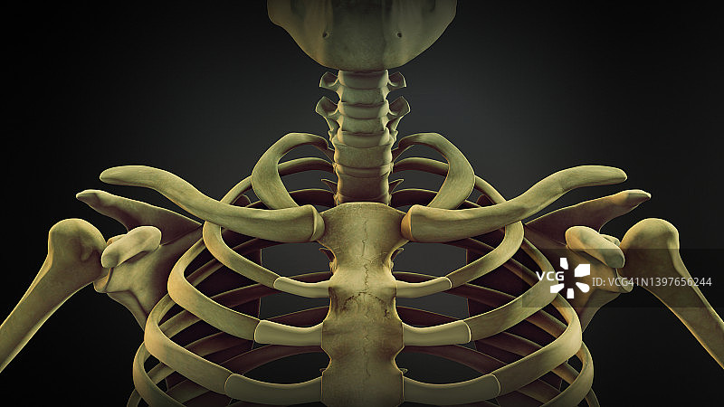 人体肩骨解剖学图片素材