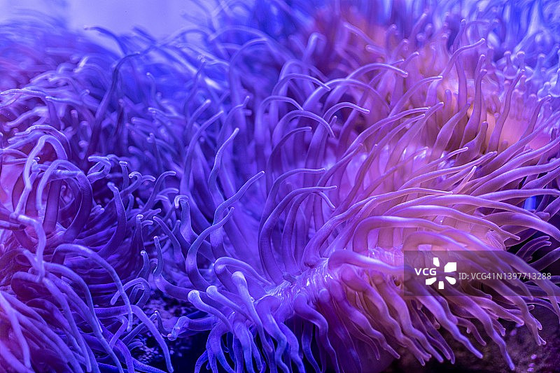 安达曼海珊瑚的特写，泰国，亚洲图片素材