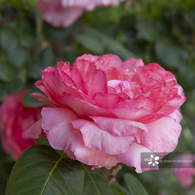 盛开的玫瑰花蕾图片素材