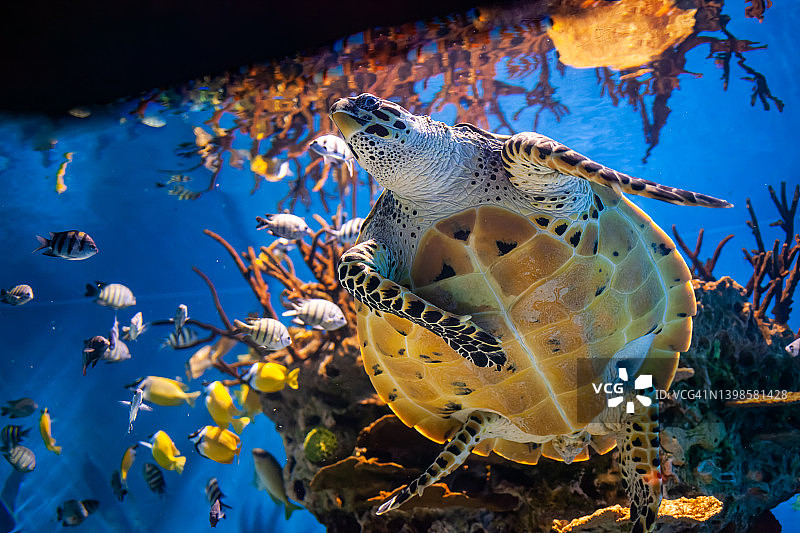 海龟。五颜六色的珊瑚礁，有许多鱼和海龟图片素材