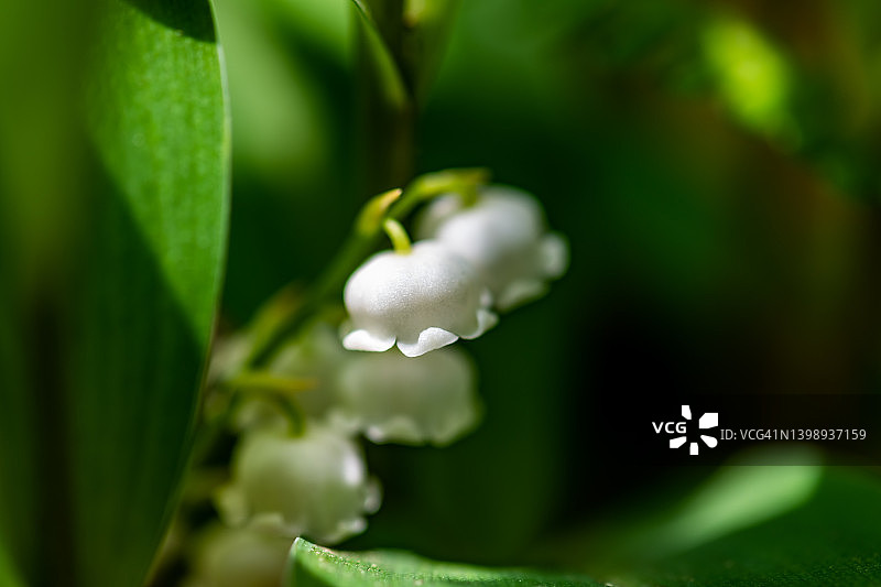 日本南部的铃兰属植物图片素材