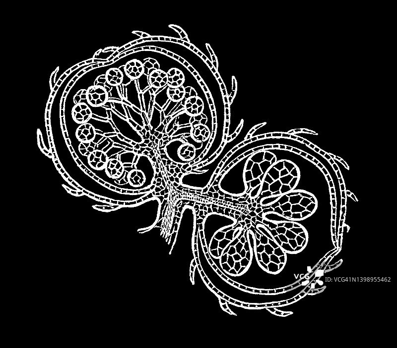 浮蕨，浮苔藓，浮苔藓，或商业上，水蝴蝶翅膀的古老雕刻插图(Salvinia natans)图片素材
