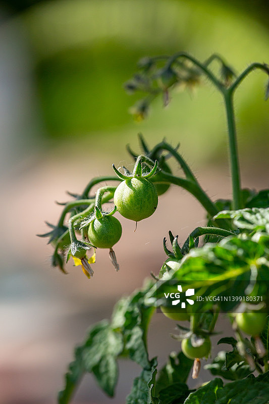 夏天微距摄影中挂在树枝上的绿色西红柿。图片素材