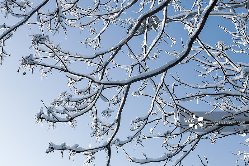 雪覆盖了树。冬天的风景图片素材
