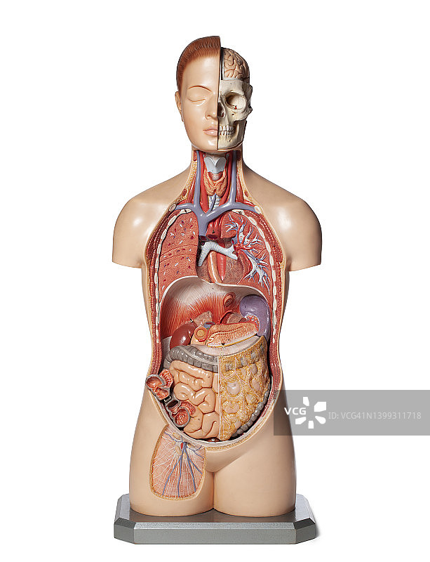 人体器官解剖模型。图片素材