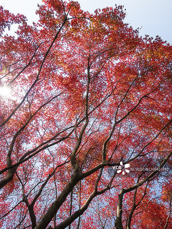 秋天红枫艳丽的抽象图案图片素材