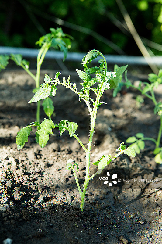 春天温室里的番茄幼苗。菜园里种了番茄苗。图片素材